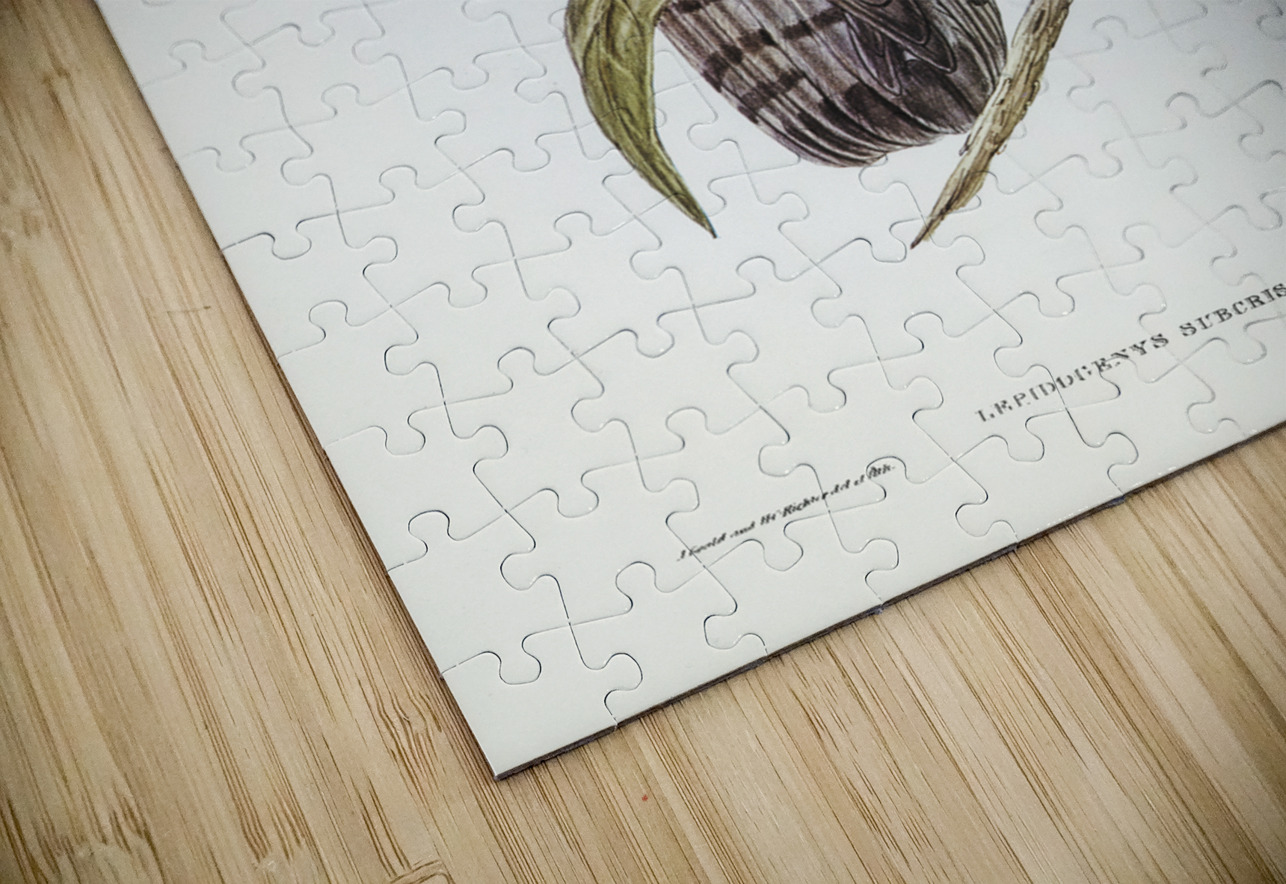 Crested Hawk Lepidogenys subcristatus illustrated by Elizabeth Gould 1804–1841 for John Gould’s 1804-1881 Birds of Australia  IStockHistory com Puzzle