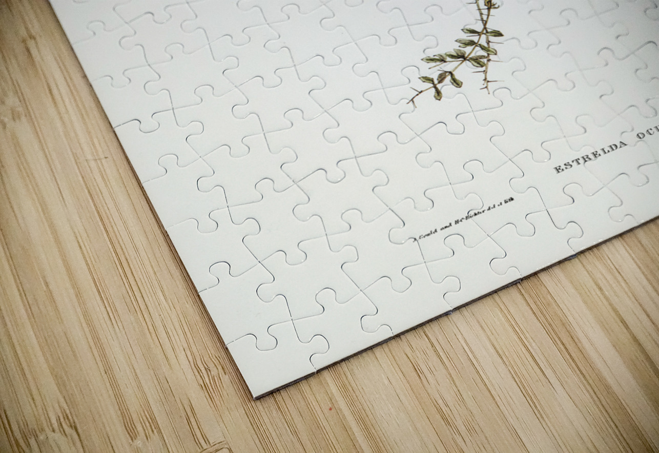 Red-eared Finch Estrelda oculea illustrated by Elizabeth Gould 1804–1841 for John Gould’s 1804-1881 Birds of Australia  IStockHistory com Puzzle