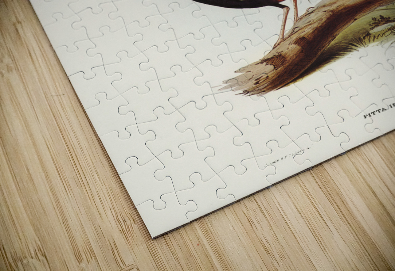 Rainbow Pitta Pitta Iris illustrated by Elizabeth Gould 1804–1841 for John Gould’s 1804-1881 Birds of Australia  IStockHistory com Puzzle