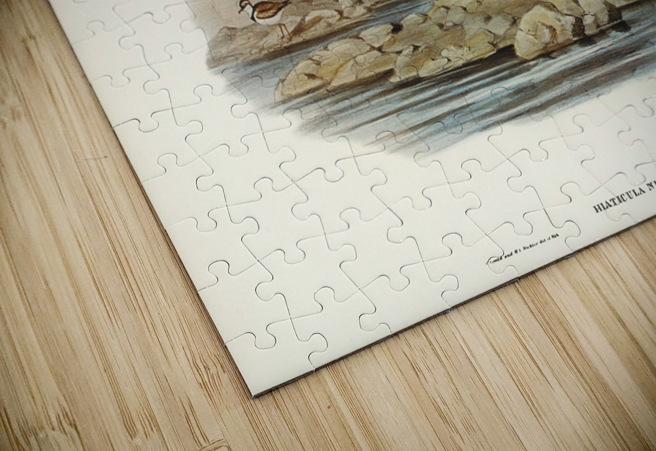 Black-fronted Dottrel Hiaticula nigrifrons illustrated by Elizabeth Gould 1804–1841 for John Gould’s 1804-1881 Birds of Australia  IStockHistory com Puzzle