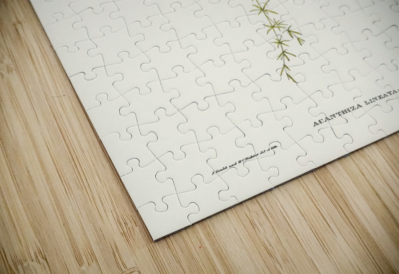 Australian Sphecotheres Sphecotheres Australis illustrated by Elizabeth Gould 1804–1841 for John Gould’s 1804-1881 Birds of Australia  IStockHistory com Puzzle