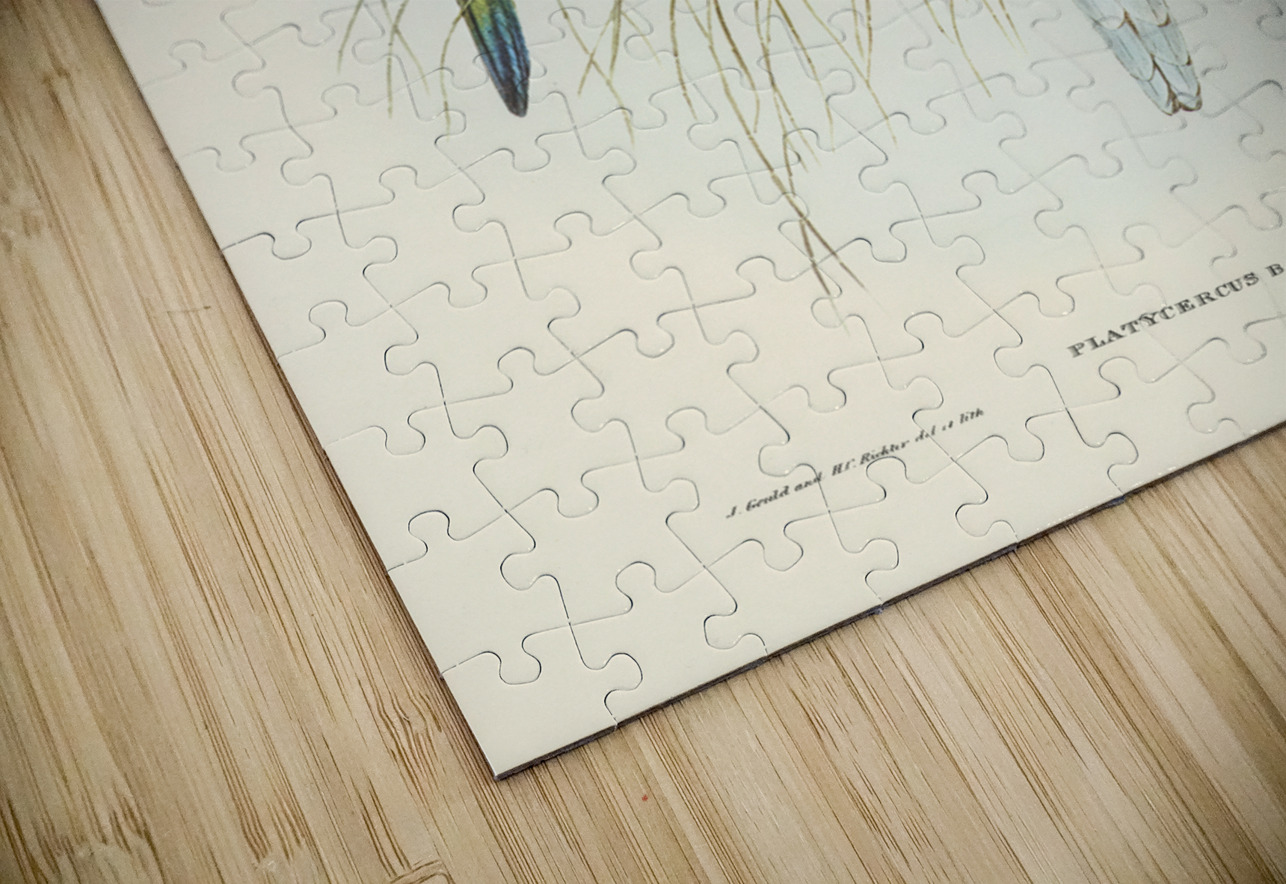 Bauers Parrakeet Platycercus Bauerii illustrated by Elizabeth Gould 1804–1841 for John Gould’s 1804-1881 Birds of Australia  IStockHistory com Puzzle