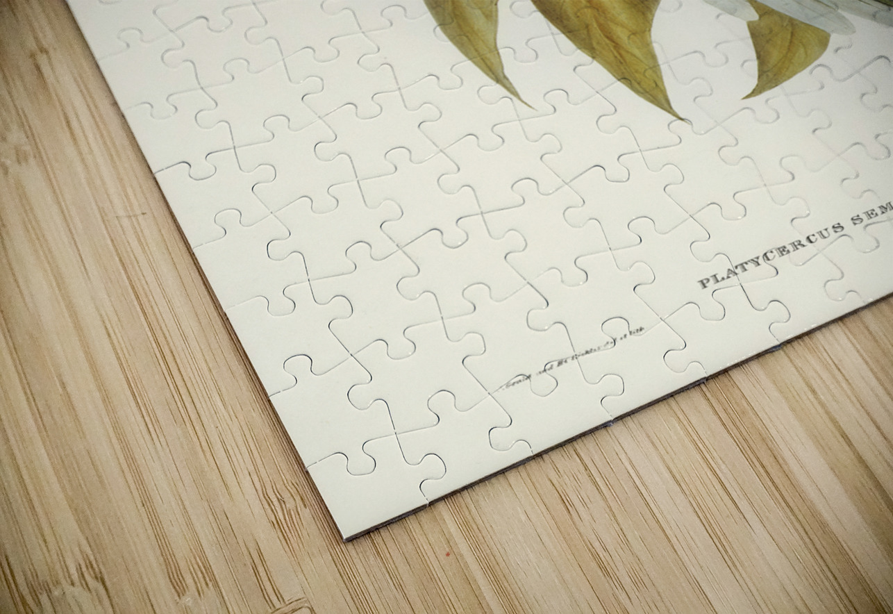 Curlew Sandpiper Schoeniclus subarquatus illustrated by Elizabeth Gould 1804–1841 for John Gould’s 1804-1881 Birds of Australia  IStockHistory com Puzzle