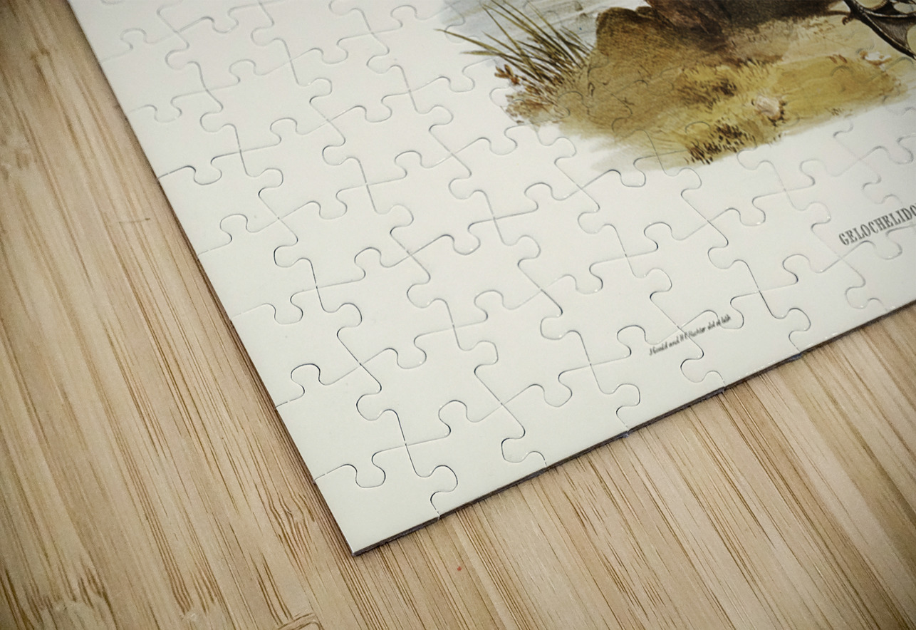 Great-footed Tern Gelochelidon macrotarsa illustrated by Elizabeth Gould 1804–1841 for John Gould’s 1804-1881 Birds of Australia  IStockHistory com Puzzle