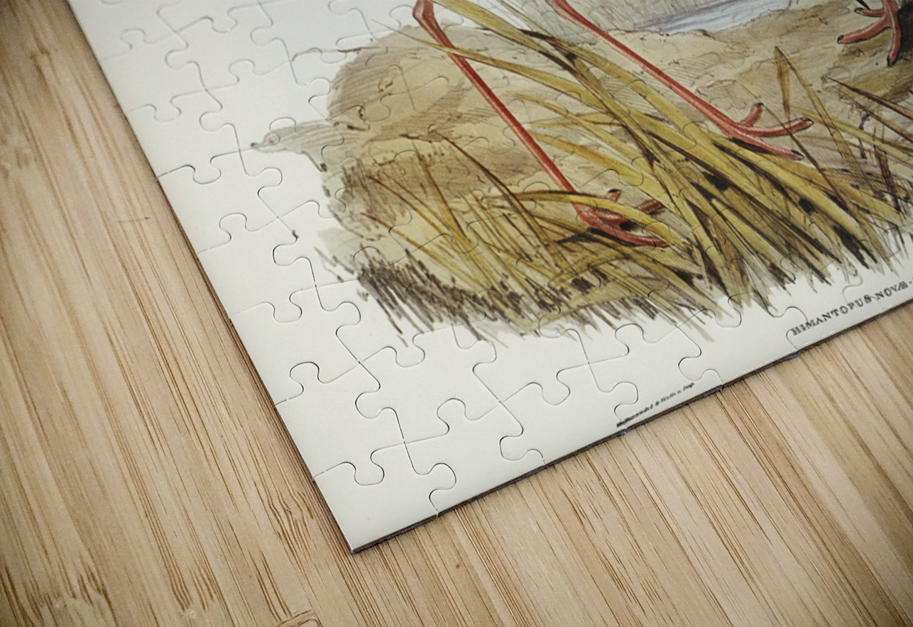 New Zealand Stilt Himantopus Novae-Zelandiae illustrated by Elizabeth Gould 1804–1841 for John Gould’s 1804-1881 Birds of Australia  IStockHistory com Puzzle