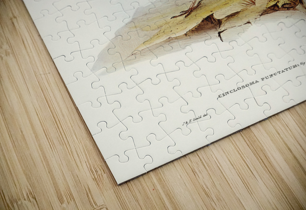 Spotted Groud Thrush Cinclosoma punctatum illustrated by Elizabeth Gould 1804–1841 for John Gould’s 1804-1881 Birds of Australia  IStockHistory com Puzzle