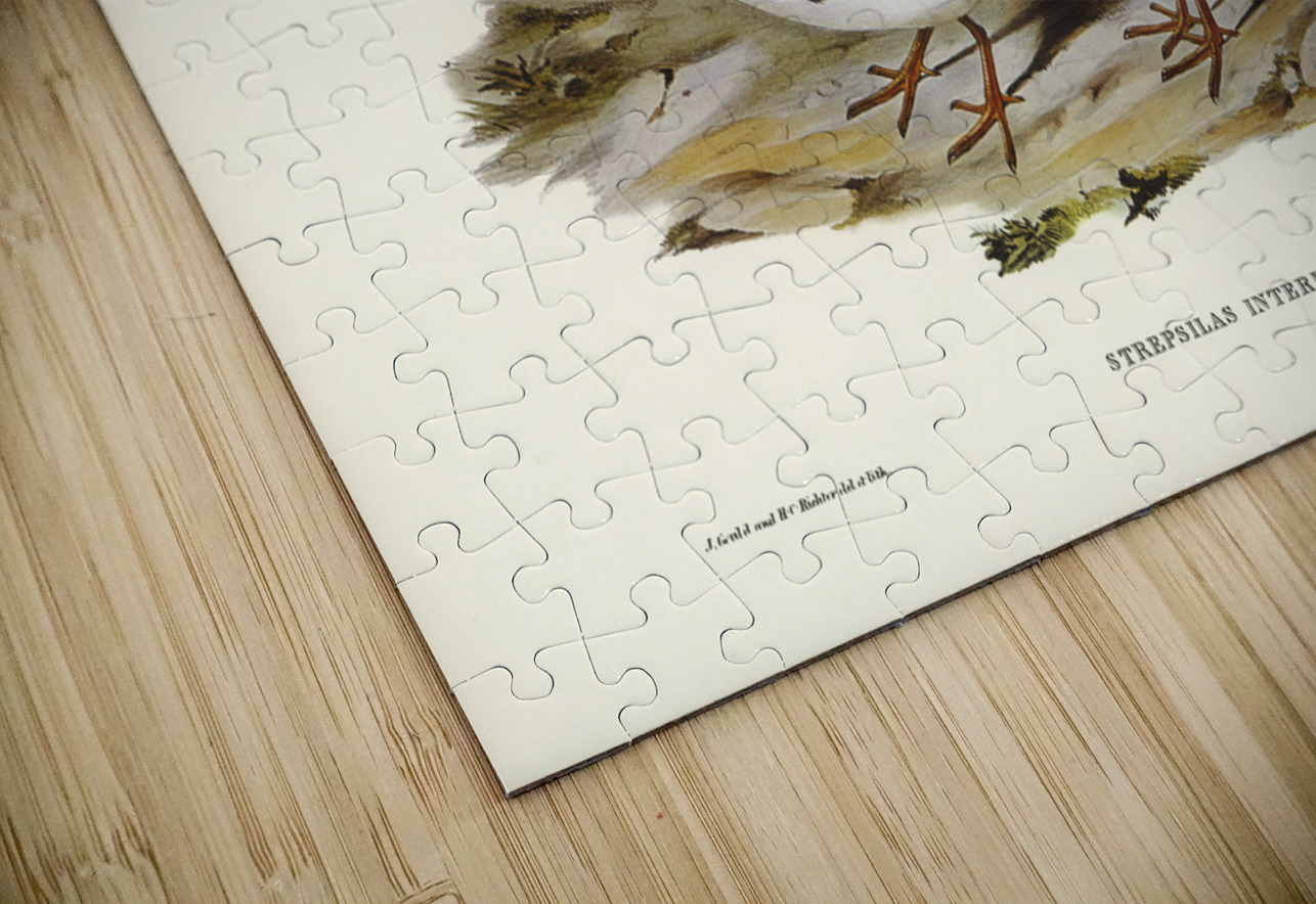 Turnstone Strepsilas Interpres illustrated by Elizabeth Gould 1804–1841 for John Gould’s 1804-1881 Birds of Australia  IStockHistory com Puzzle