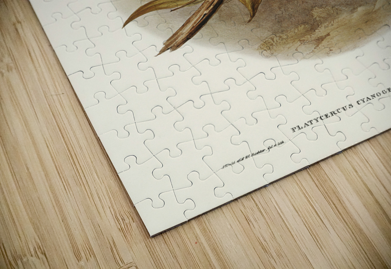 Blue-cheeked Parakeet Platycercus cyanogenys illustrated by Elizabeth Gould 1804–1841 for John Gould’s 1804-1881 Birds of Australia  IStockHistory com Puzzle