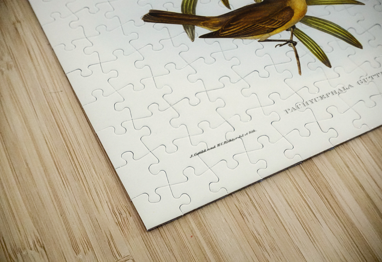 Guttural Pachycephala Pachycephala gutturalis illustrated by Elizabeth Gould 1804–1841 for John Gould’s 1804-1881 Birds of Australia  IStockHistory com Puzzle