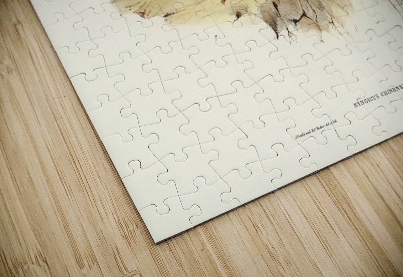 Chinese Quail Synoicus Chinensis illustrated by Elizabeth Gould 1804–1841 for John Gould’s 1804-1881 Birds of Australia  IStockHistory com Puzzle