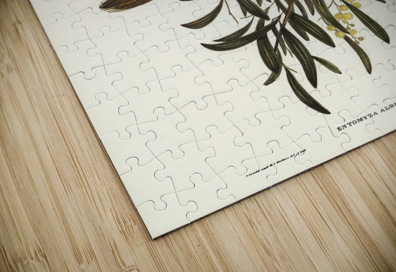 White-pinioned Honey-eater Entomyza albipennis illustrated by Elizabeth Gould 1804–1841 for John Gould’s 1804-1881 Birds of Australia  IStockHistory com Puzzle