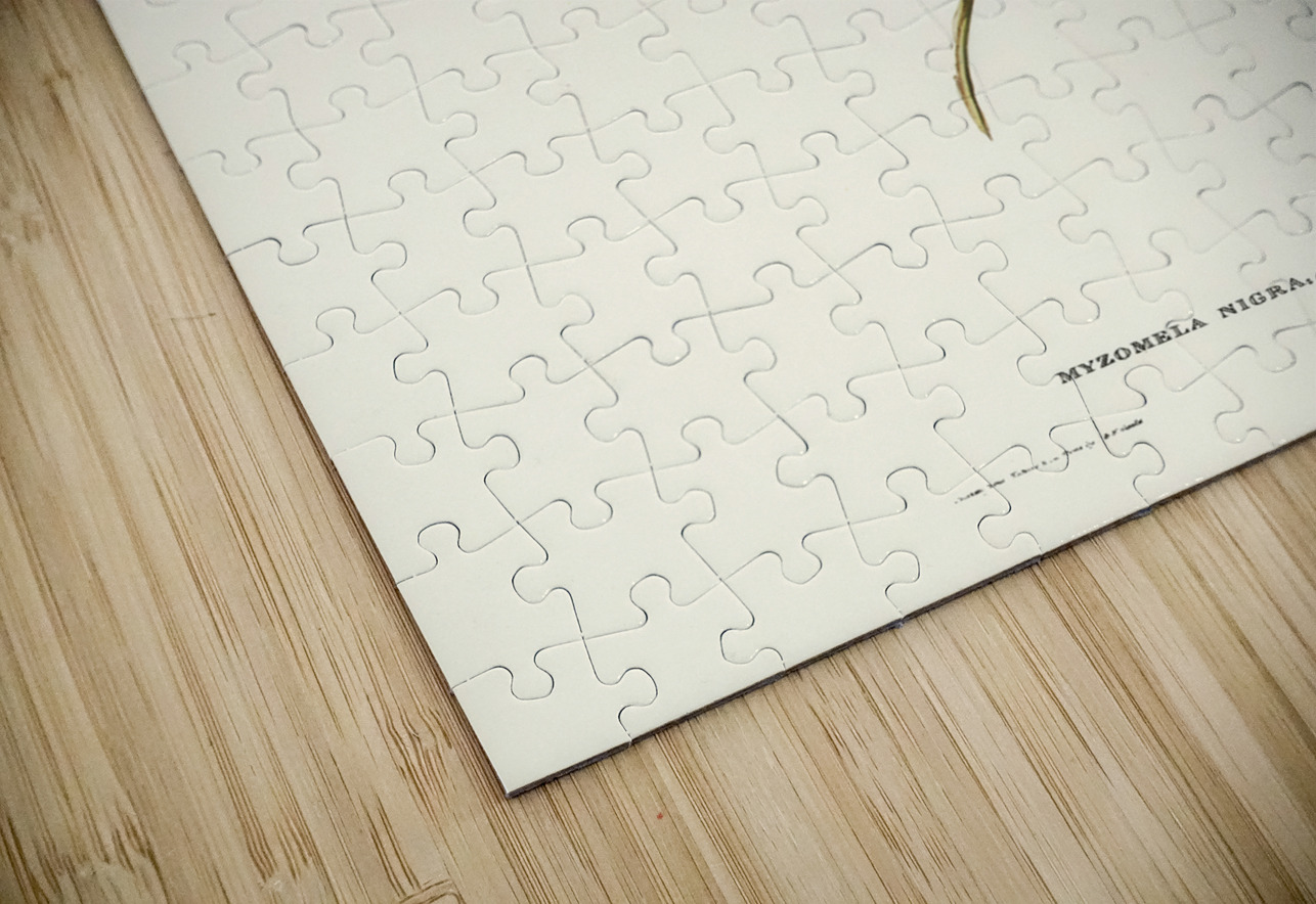 Black Honey-eater Myzomela nigra illustrated by Elizabeth Gould 1804–1841 for John Gould’s 1804-1881 Birds of Australia  IStockHistory com Puzzle