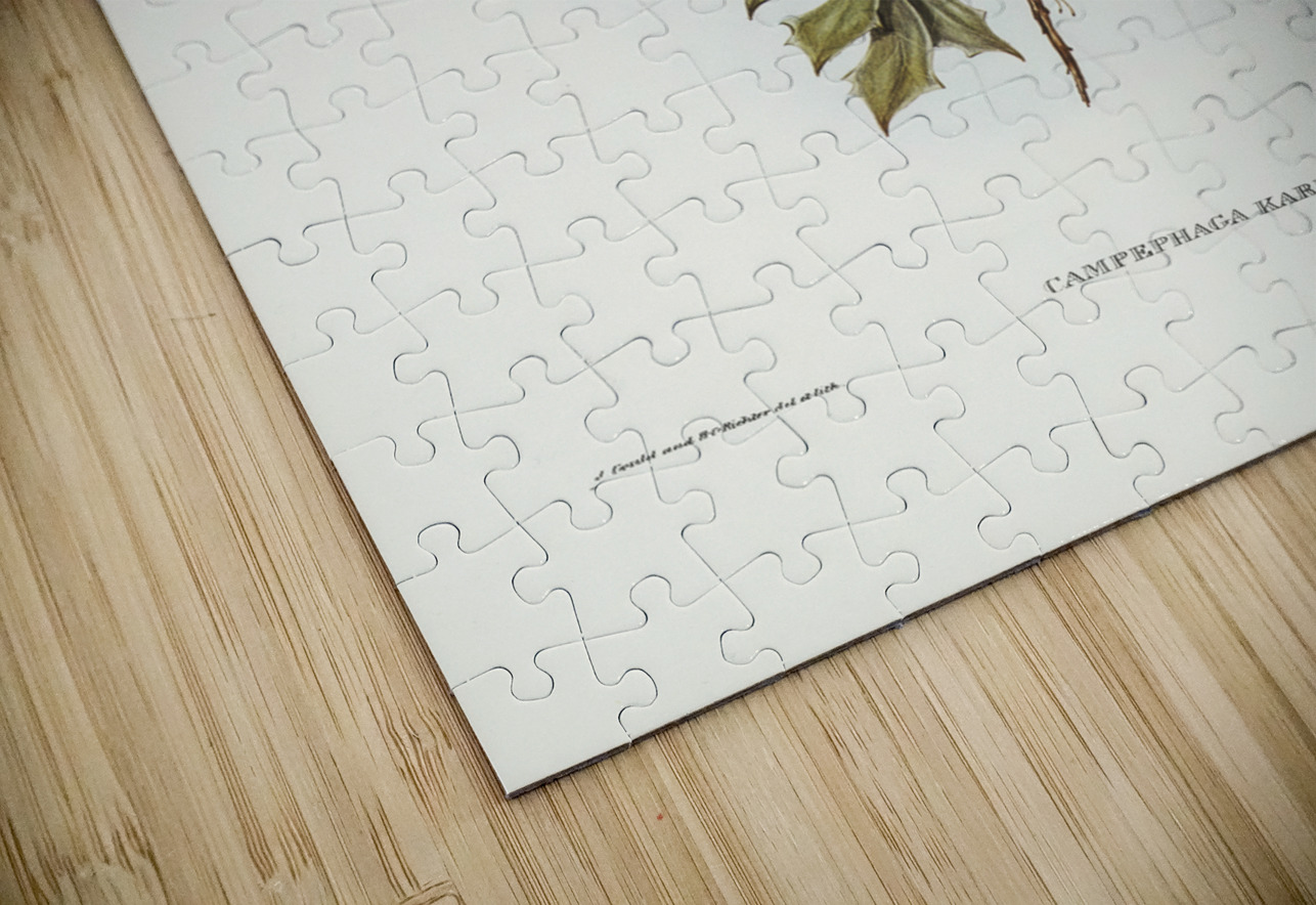 Northern cuckooshrike Campephaga Karu illustrated by Elizabeth Gould 1804–1841 for John Gould’s 1804-1881 Birds of Australia  IStockHistory com Puzzle