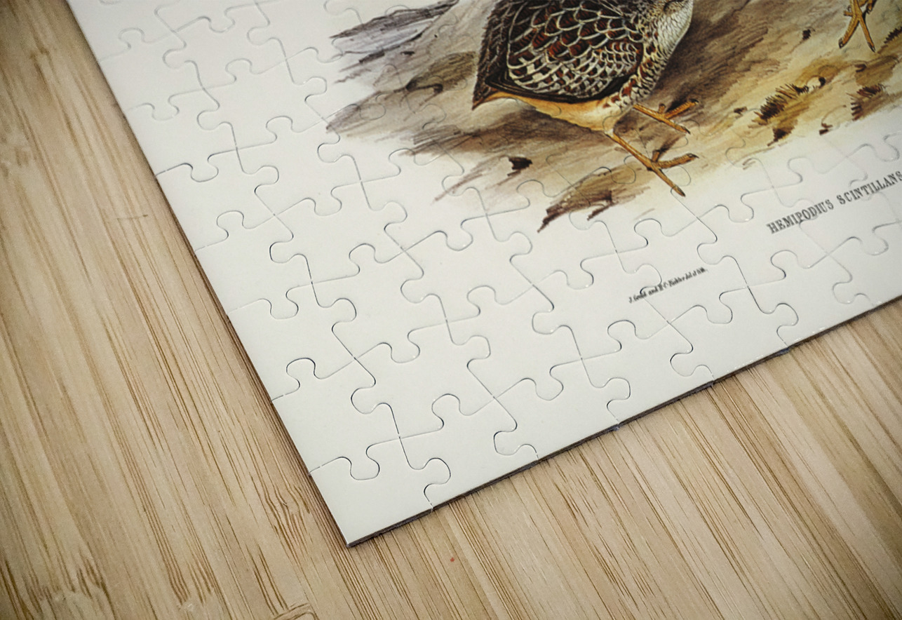 Sparkling Hemipode Hemipodius scintillans illustrated by Elizabeth Gould 1804–1841 for John Gould’s 1804-1881 Birds of Australia  IStockHistory com Puzzle