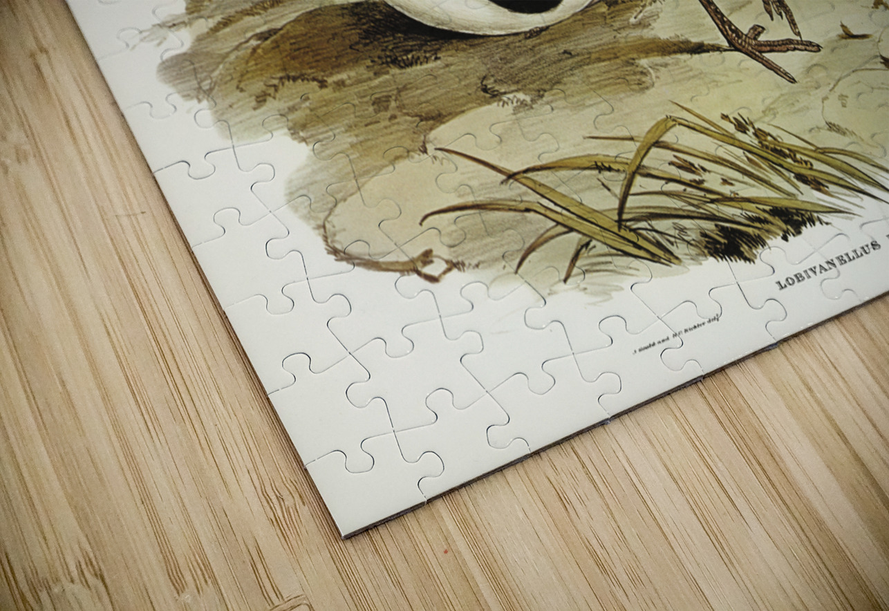 Wattle Pewit Lobivanellus lobatus illustrated by illustrated by Elizabeth Gould 1804–1841 for John Gould’s 1804-1881 Birds of Australia  IStockHistory com Puzzle