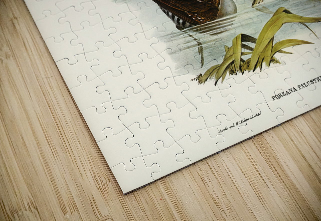 Water Crake Porzana palustris illustrated by Elizabeth Gould 1804–1841 for John Gould’s 1804-1881 Birds of Australia  IStockHistory com Puzzle