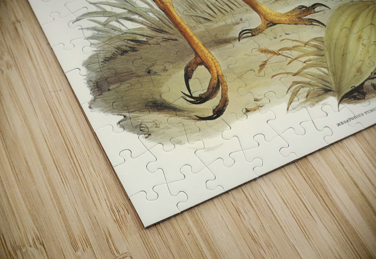 Mound-raising Megapode Megapodius Tumulus illustrated by Elizabeth Gould 1804–1841 for John Gould’s 1804-1881 Birds of Australia  IStockHistory com Puzzle