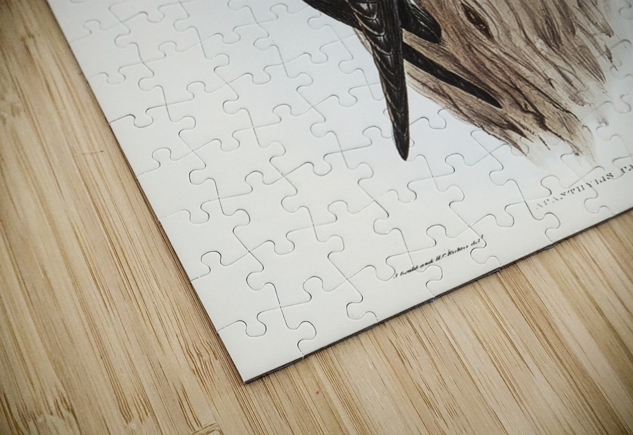 Australian Spine-tailed Swallow Acanthylis caudacuta illustrated by Elizabeth Gould 1804–1841 for John Gould’s 1804-1881 Birds of Australia  IStockHistory com Puzzle