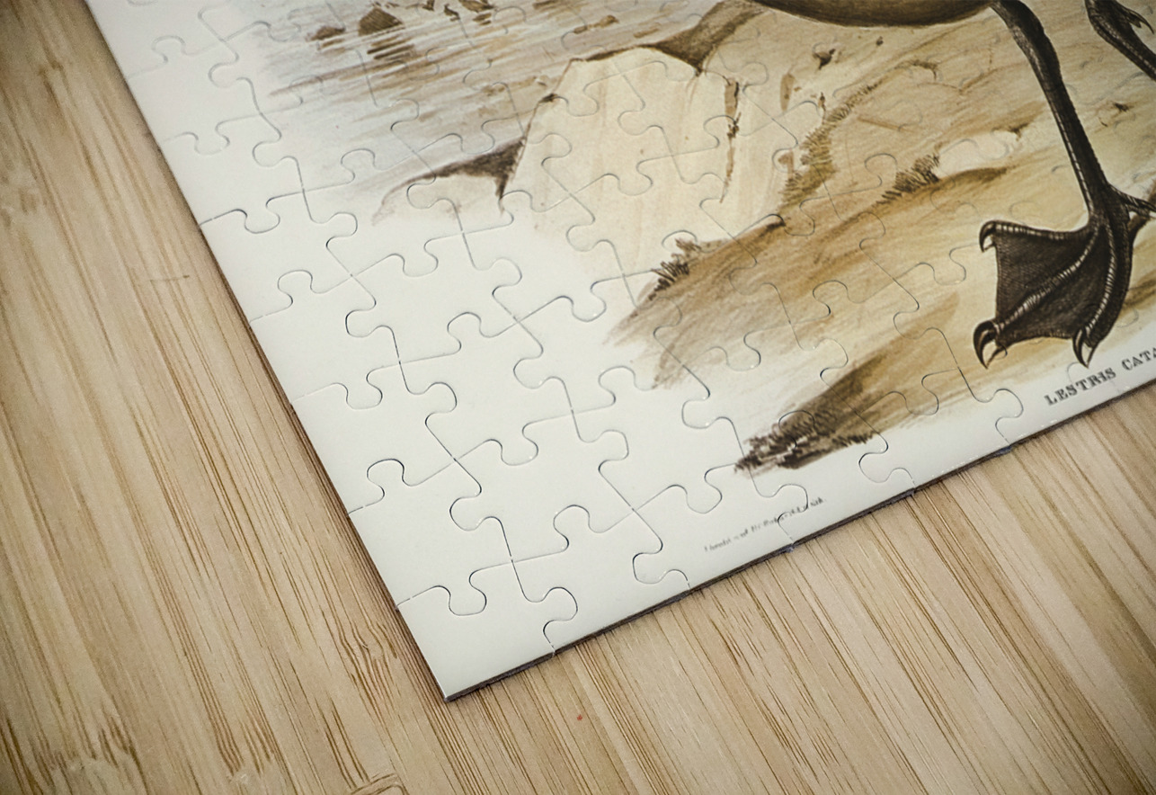 Skua Gull Lestris Catarractes illustrated by Elizabeth Gould 1804–1841 for John Gould’s 1804-1881 Birds of Australia  IStockHistory com Puzzle