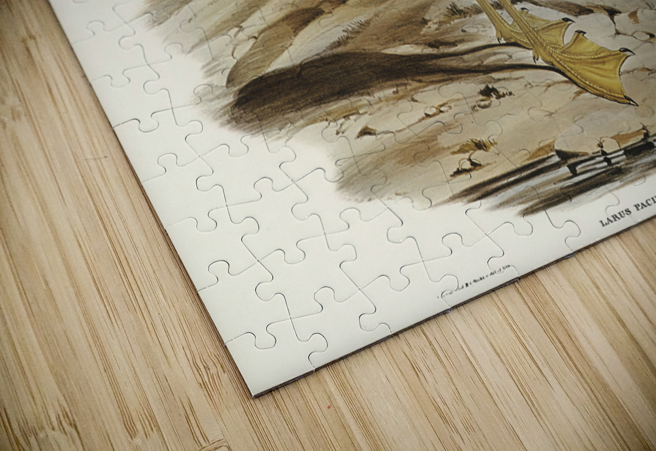 Pacific Gull Larus Pacificus illustrated by Elizabeth Gould 1804–1841 for John Gould’s 1804-1881 Birds of Australia  IStockHistory com Puzzle