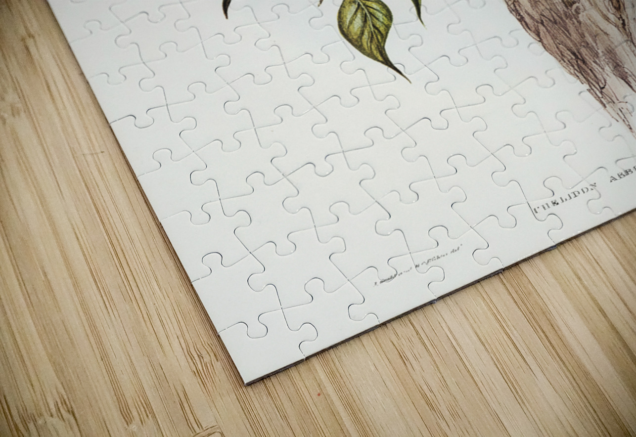 Tree Martin Collocalia arborea illustrated by Elizabeth Gould 1804–1841 for John Gould’s 1804-1881 Birds of Australia  IStockHistory com Puzzle