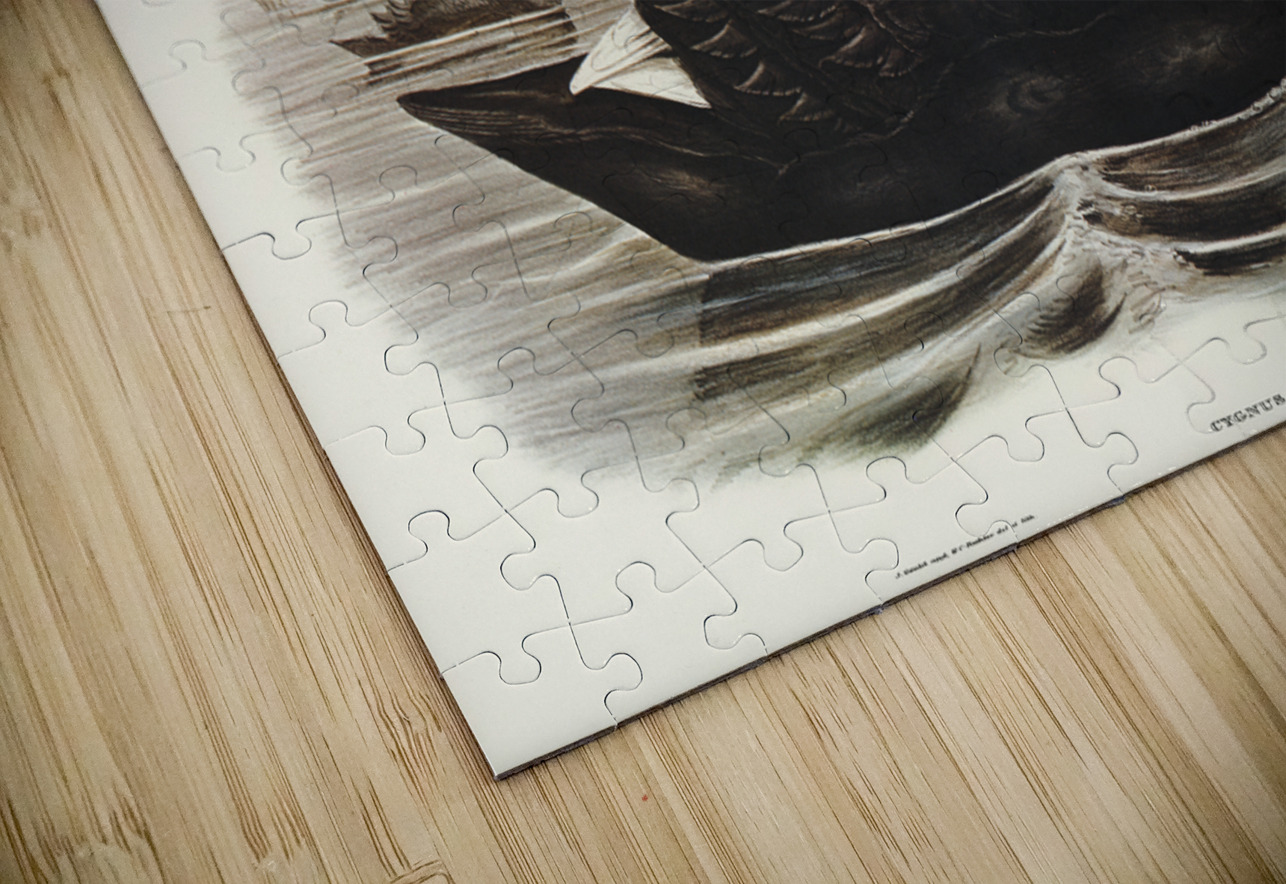 Black Swan Cygnus atratus illustrated by Elizabeth Gould 1804–1841 for John Gould’s 1804-1881 Birds of Australia  IStockHistory com Puzzle