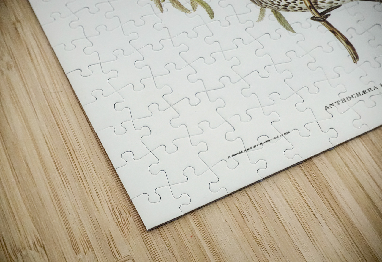 Lunulated Wattle Bird Anthochaera lunulata illustrated by Elizabeth Gould 1804–1841 for John Gould’s 1804-1881 Birds of Australia  IStockHistory com Puzzle