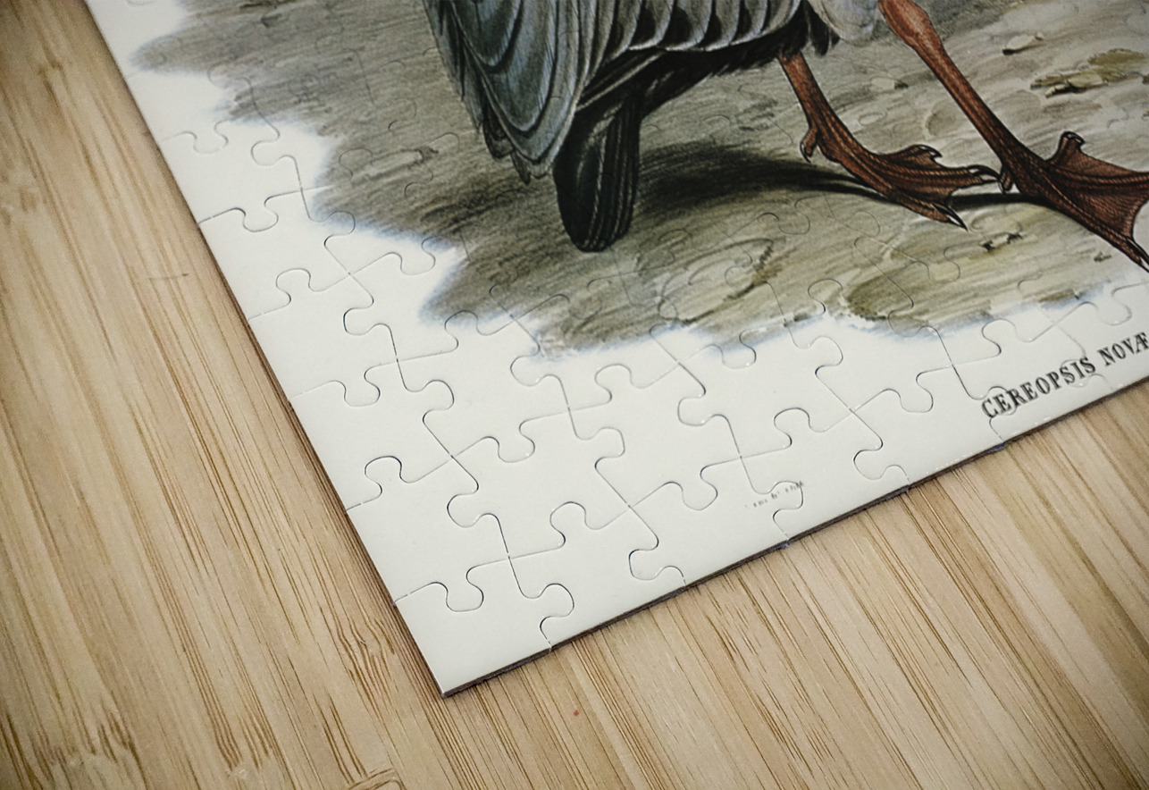 Cereopsis Goose Cereopsis Novae-Hollandiae illustrated by Elizabeth Gould 1804–1841 for John Gould’s 1804-1881 Birds of Australia  IStockHistory com Puzzle