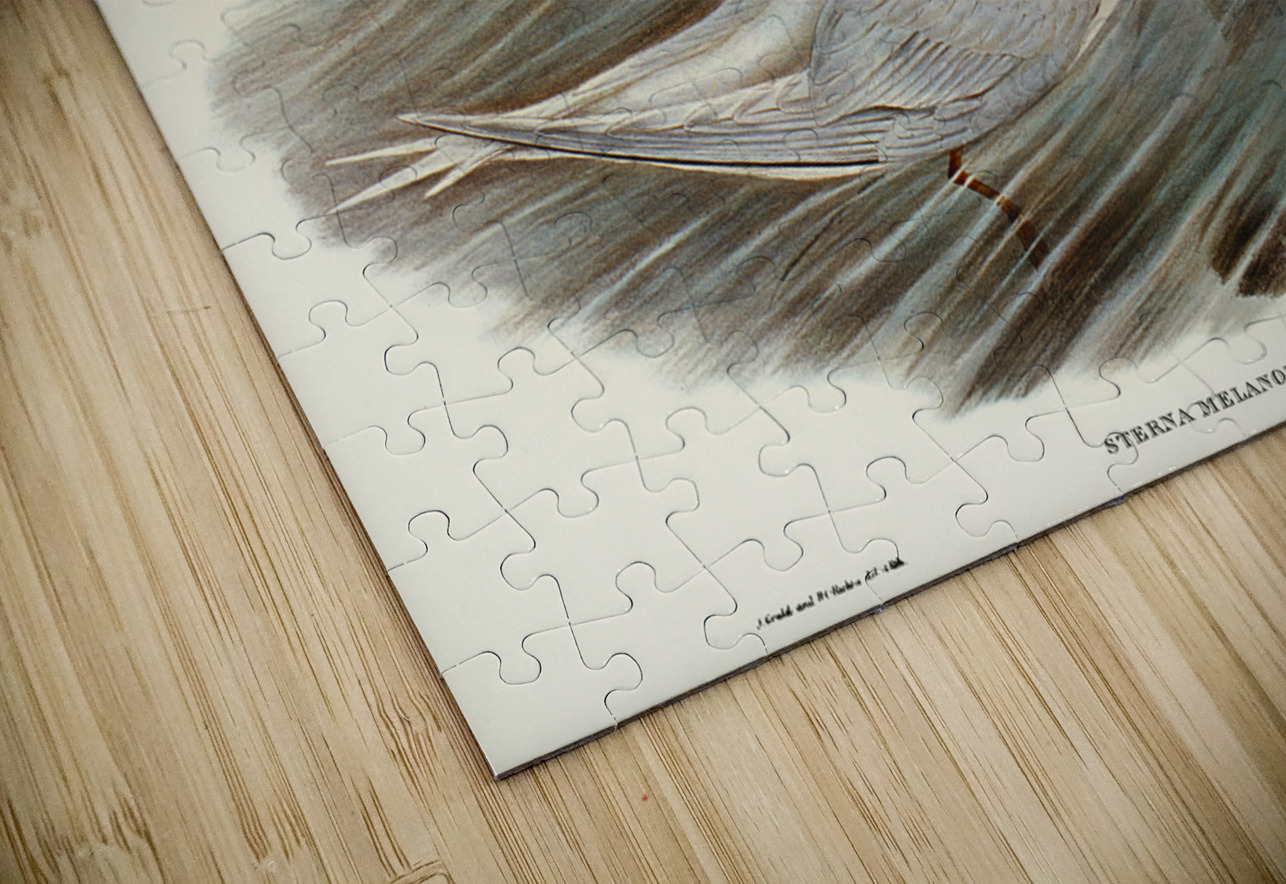 Black-billed Tern Sterna melanorhyncha illustrated by Elizabeth Gould 1804–1841 for John Gould’s 1804-1881 Birds of Australia  IStockHistory com Puzzle