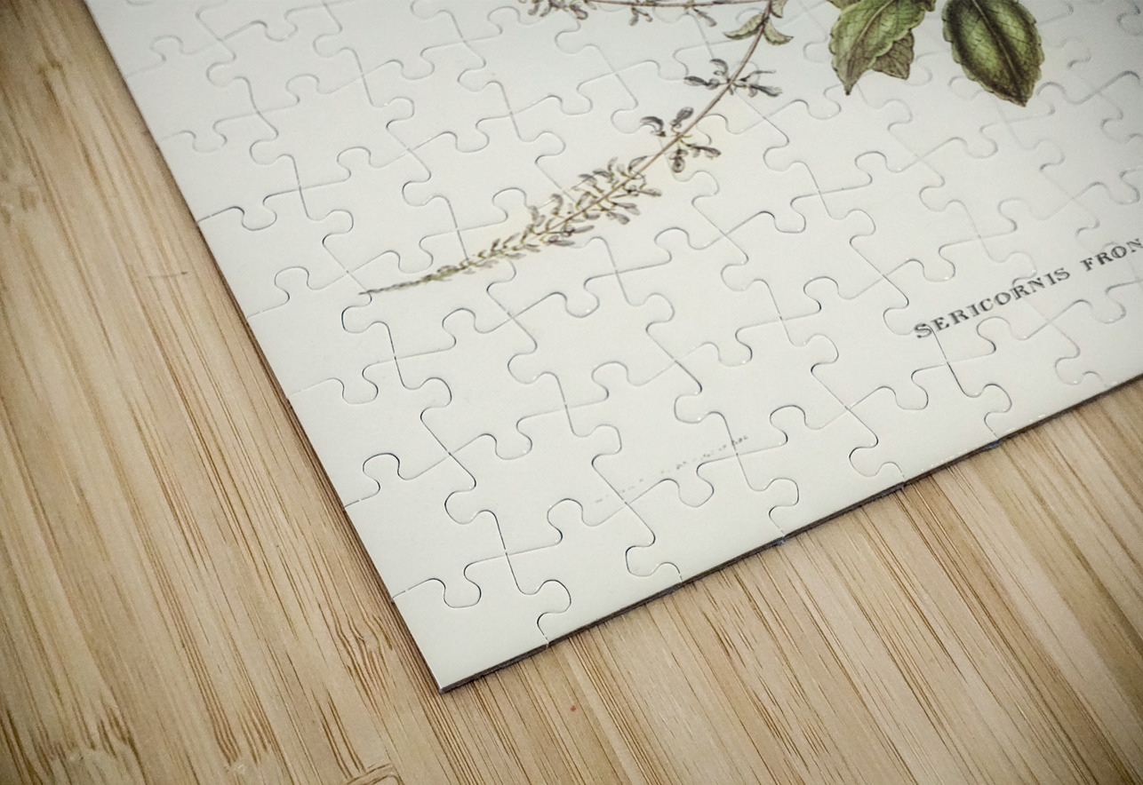 White-fronted Sericornis Sericornis frontalis illustrated by Elizabeth Gould 1804–1841 for John Gould’s 1804-1881 Birds of Australia  IStockHistory com Puzzle