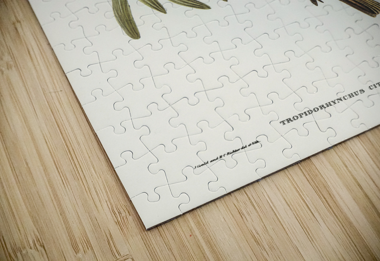 Yellow-throated Friar Bird Tropidorhynchus citreogularis illustrated by Elizabeth Gould 1804–1841 for John Gould’s 1804-1881 Birds of Australia  IStockHistory com Puzzle