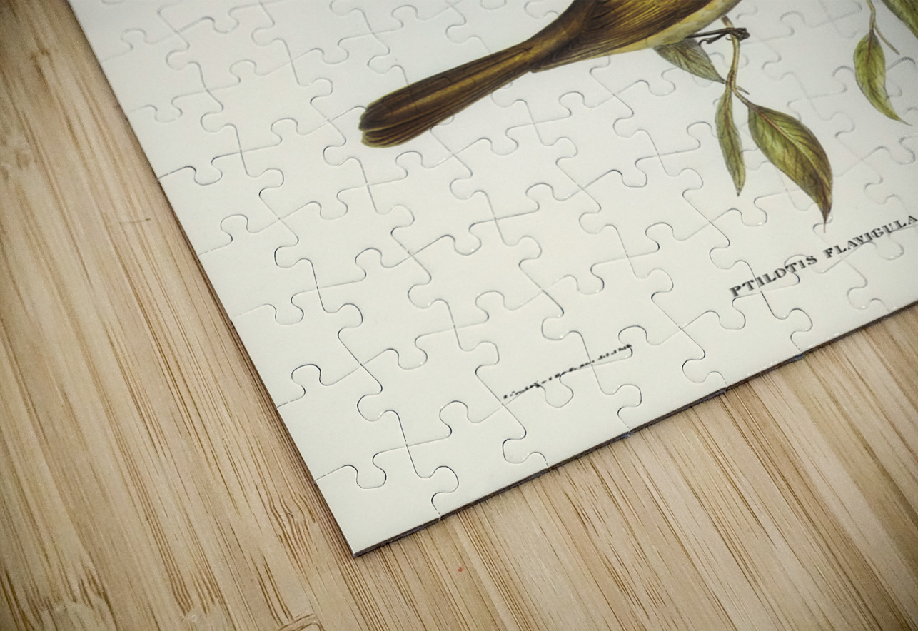 Yellow-throated Honey-eater Ptilotis flavigula illustrated by Elizabeth Gould 1804–1841 for John Gould’s 1804-1881 Birds of Australia  IStockHistory com Puzzle