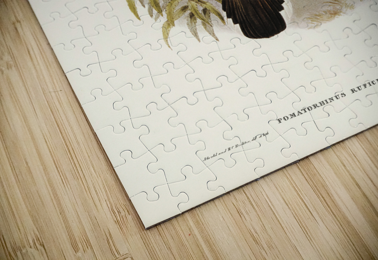 Chestnut-crowned Pomatorhinus Pomatorhinus ruficeps illustrated by Elizabeth Gould 1804–1841 for John Gould’s 1804-1881 Birds of Australia  IStockHistory com Puzzle