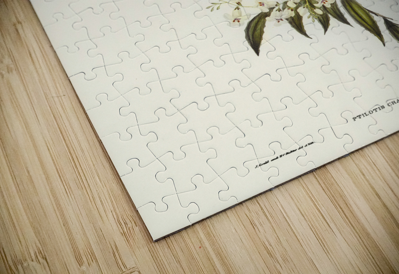 Wattle-cheeked Honey-eater Ptilotis cratitius illustrated by Elizabeth Gould 1804–1841 for John Gould’s 1804-1881 Birds of Australia  IStockHistory com Puzzle