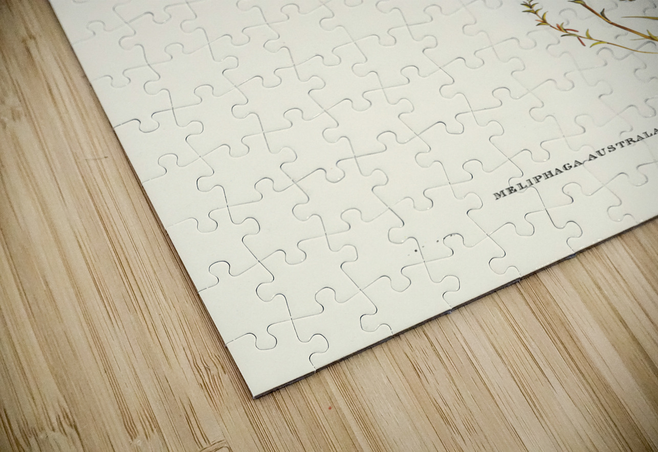 Tasmanian Honey-eater Meliphaga Australasiana illustrated by Elizabeth Gould 1804–1841 for John Gould’s 1804-1881 Birds of Australia  IStockHistory com Puzzle