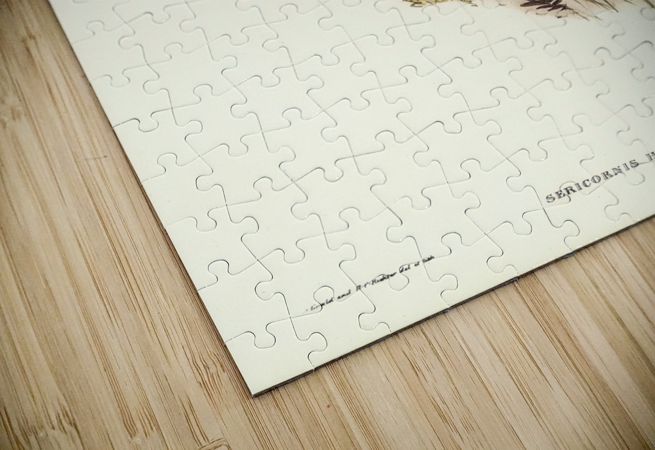 Sombre-coloured Sericornis Sericornis humilis illustrated by Elizabeth Gould 1804–1841 for John Gould’s 1804-1881 Birds of Australia  IStockHistory com Puzzle