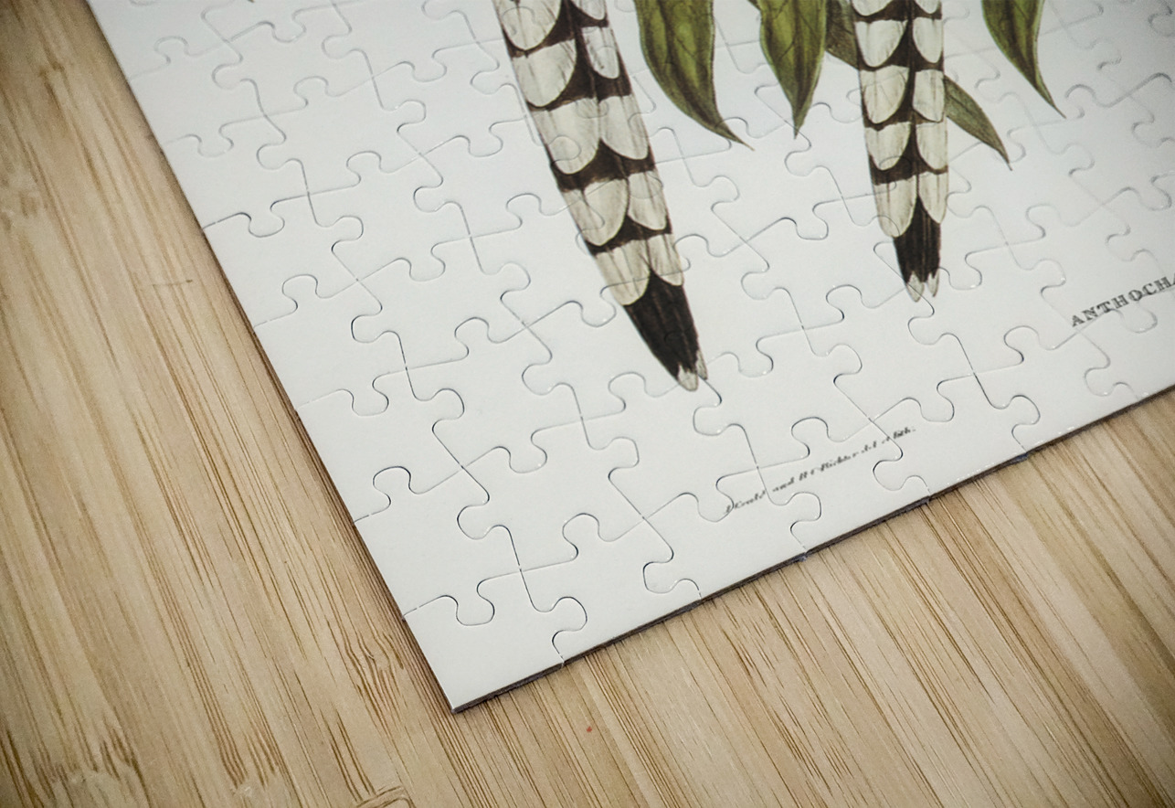 Graeat Wattled Honey-eater Anthochaera inauris illustrated by Elizabeth Gould 1804–1841 for John Gould’s 1804-1881 Birds of Australia  IStockHistory com Puzzle