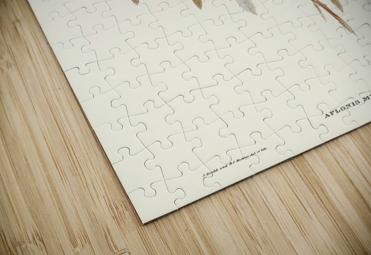 Shining starling Aplonis metallica illustrated by Elizabeth Gould 1804–1841 for John Gould’s 1804-1881 Birds of Australia  IStockHistory com Puzzle