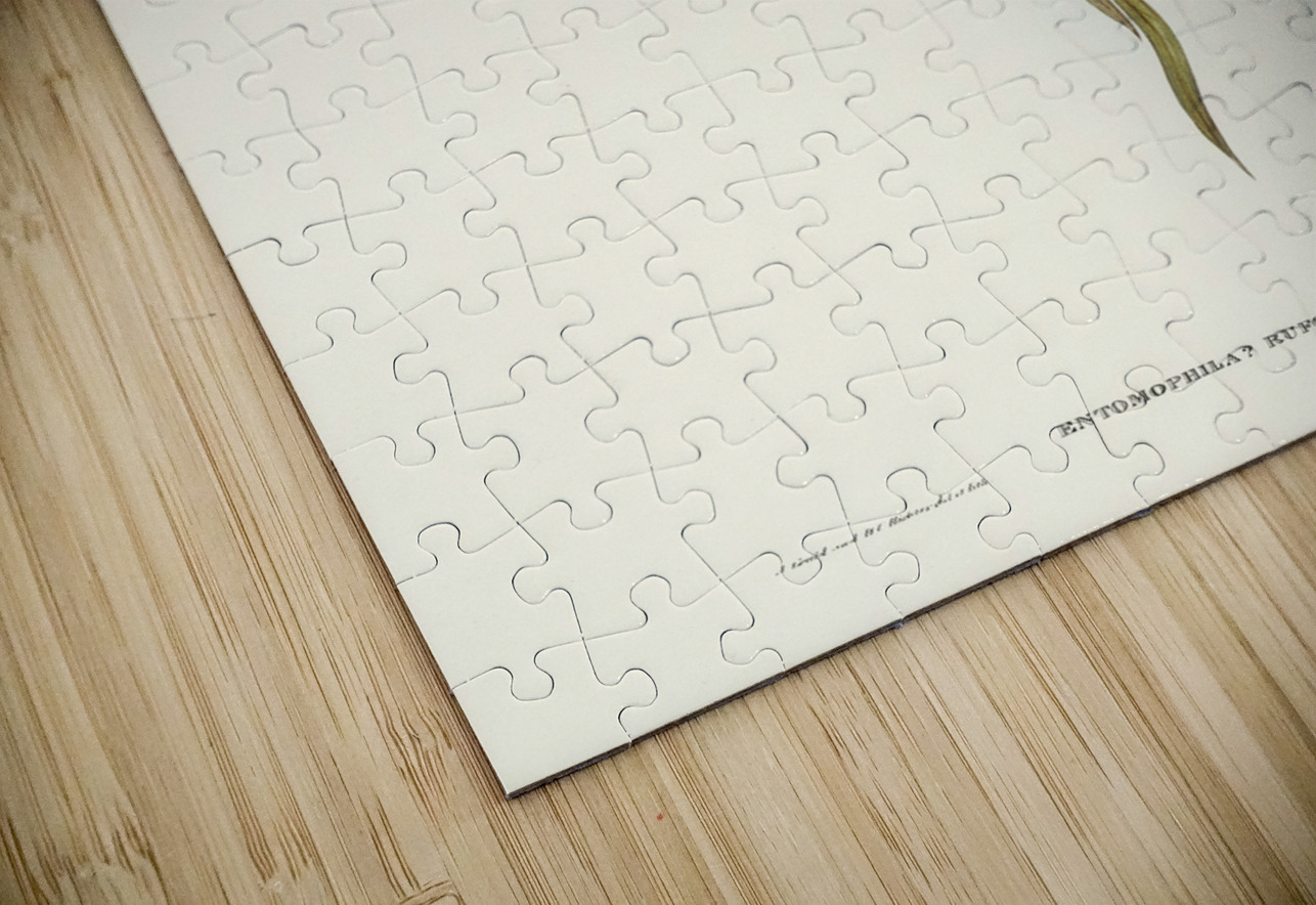 Red-throated Honey-eater Entomophila rufogularis illustrated by Elizabeth Gould 1804–1841 for John Gould’s 1804-1881 Birds of Australia  IStockHistory com Puzzle