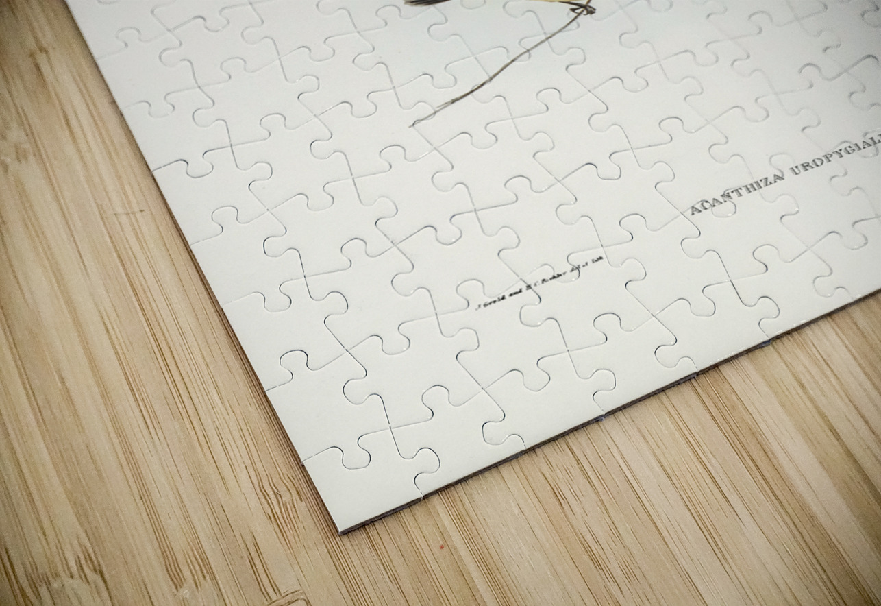 Chestnut-rumped Acanthiza Acanthiza uropygialis illustrated by Elizabeth Gould 1804–1841 for John Gould’s 1804-1881 Birds of Australia  IStockHistory com Puzzle