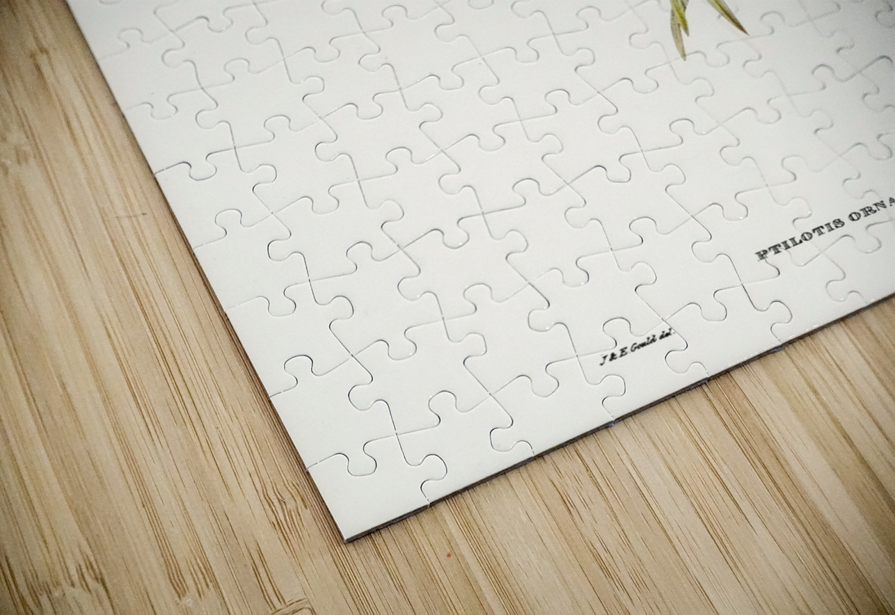 Graceful Honey-eater Ptilotis ornatus illustrated by Elizabeth Gould 1804–1841 for John Gould’s 1804-1881 Birds of Australia  IStockHistory com Puzzle