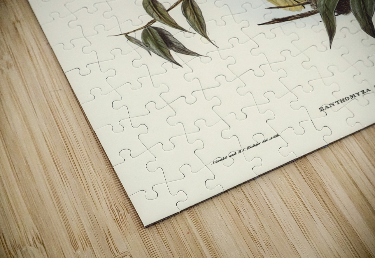 Warty-faced Honey-eater Zanthomyza Phrygia illustrated by Elizabeth Gould 1804–1841 for John Gould’s 1804-1881 Birds of Australia  IStockHistory com Puzzle