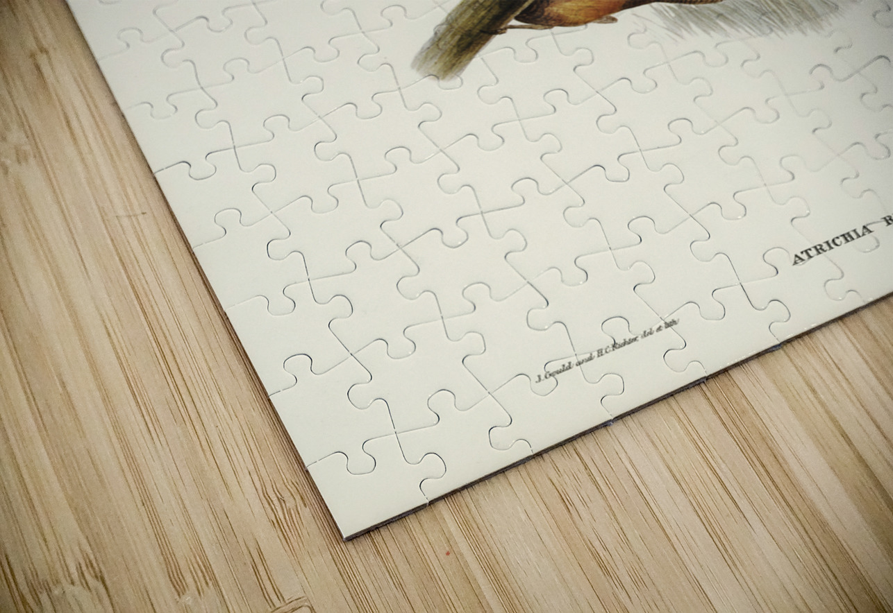 Rufescent Scrub-Bird Atrichia rufescens illustrated by Elizabeth Gould 1804–1841 for John Gould’s 1804-1881 Birds of Australia  IStockHistory com Puzzle