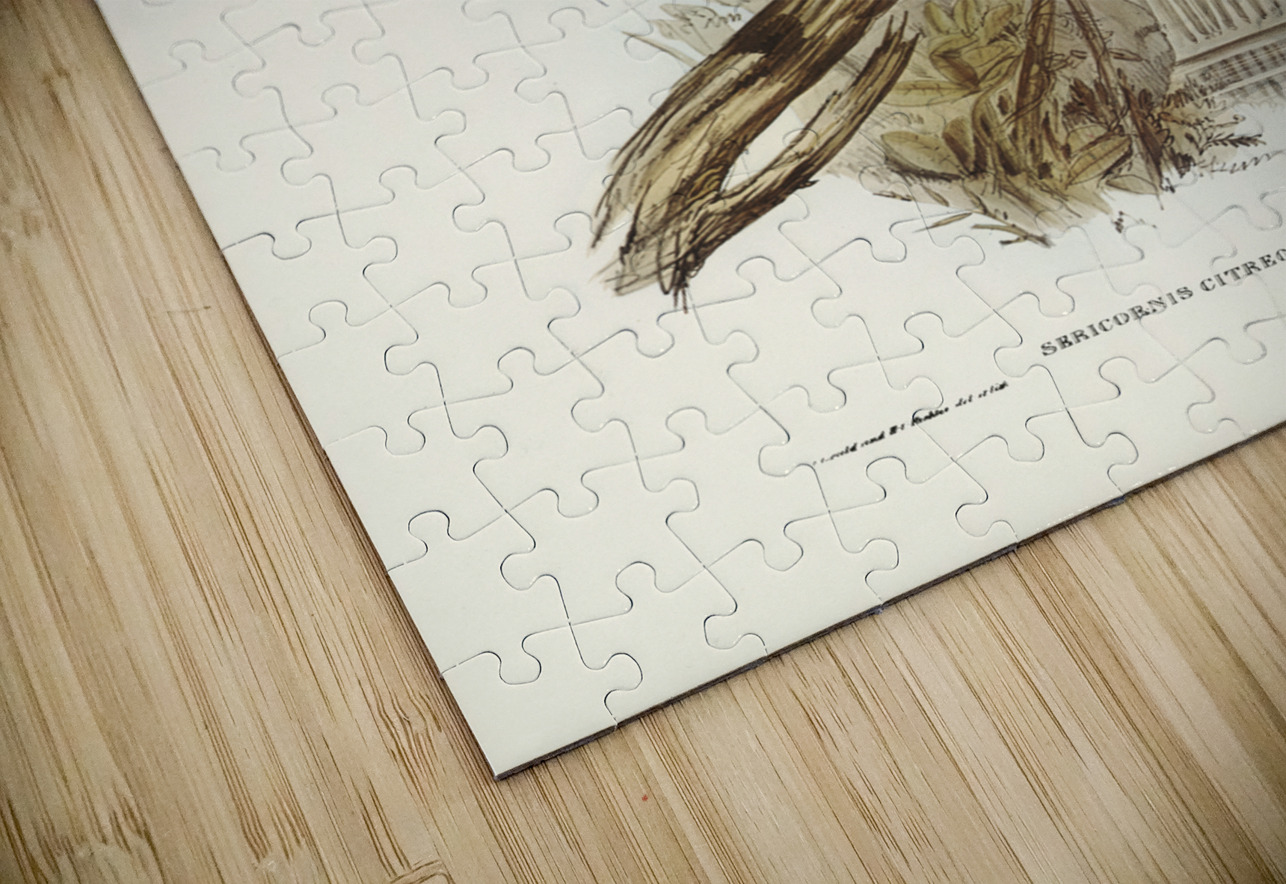 Yellow-throated Sericornis Sericornis citreogularis illustrated by Elizabeth Gould 1804–1841 for John Gould’s 1804-1881 Birds of Australia  IStockHistory com Puzzle