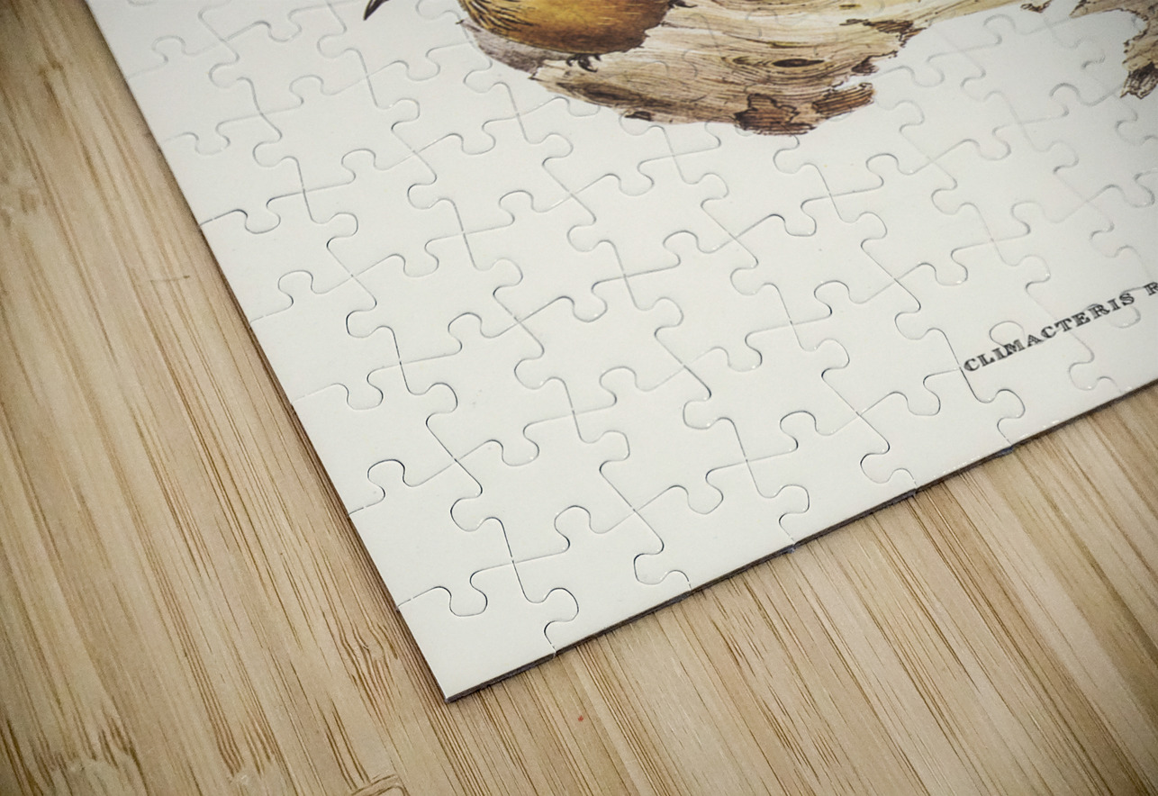 Rufous Tree-Creeper Climacteris rufa illustrated by Elizabeth Gould 1804–1841 for John Gould’s 1804-1881 Birds of Australia  IStockHistory com Puzzle