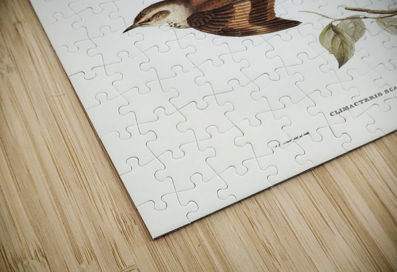 Brown Tree-Creeper Climacteris scandens illustrated by Elizabeth Gould 1804–1841 for John Gould’s 1804-1881 Birds of Australia  IStockHistory com Puzzle