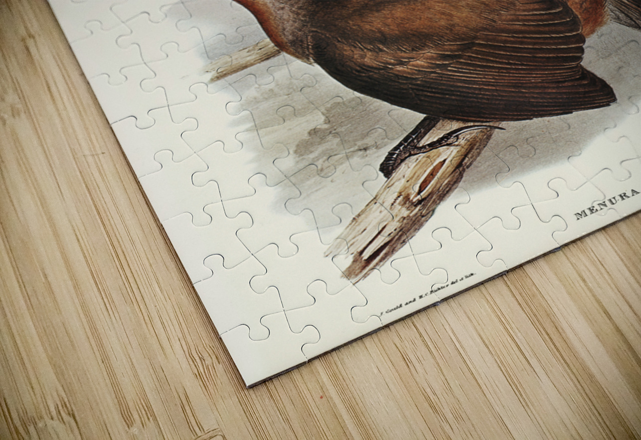 Albert Lyre-Bird Menura Alberti illustrated by Elizabeth Gould 1804–1841 for John Gould’s 1804-1881 Birds of Australia  IStockHistory com Puzzle