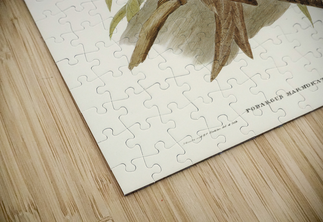 Marbled Podargus Podargus marmoratus illustrated by Elizabeth Gould 1804–1841 for John Gould’s 1804-1881 Birds of Australia  IStockHistory com Puzzle