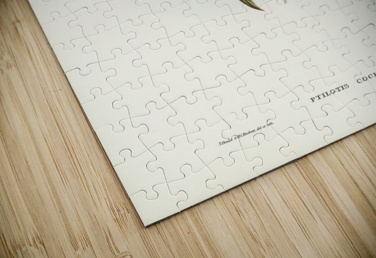 Cockerells Honey-eater Ptilotis Cockerelli illustrated by Elizabeth Gould 1804–1841 for John Gould’s 1804-1881 Birds of Australia  IStockHistory com Puzzle