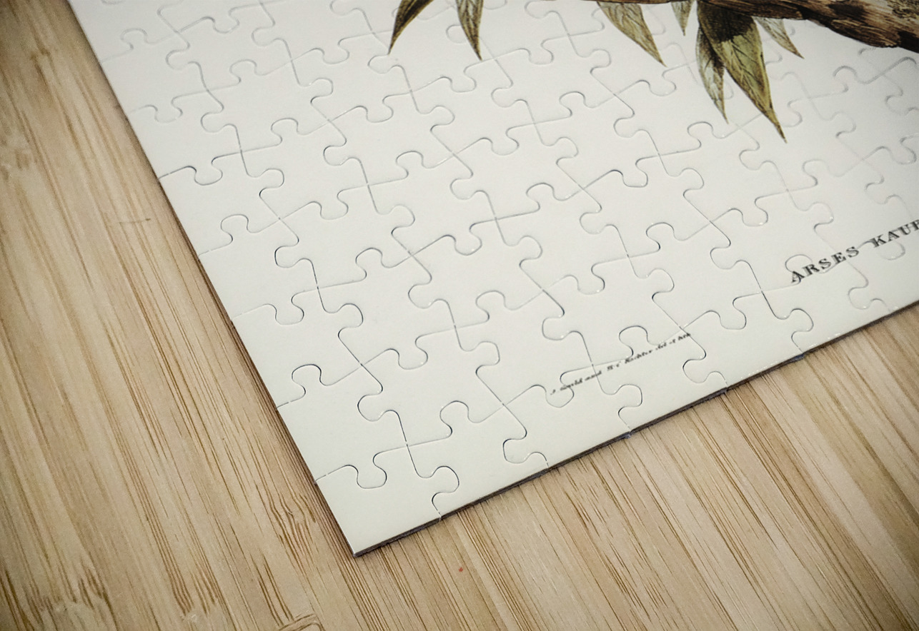 Kaups Flycatcher Arses Kaupi illustrated by Elizabeth Gould 1804–1841 for John Gould’s 1804-1881 Birds of Australia  IStockHistory com Puzzle